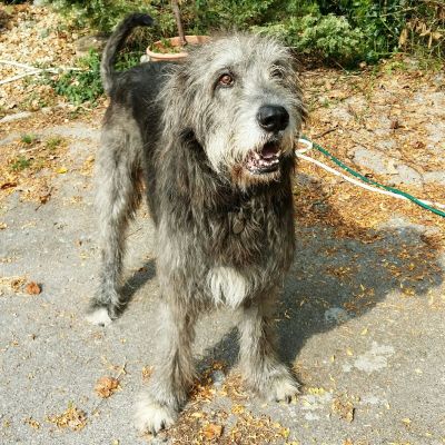 Ozzy the Wolfhound 